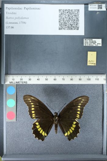 Media type: image;   Entomology 152379